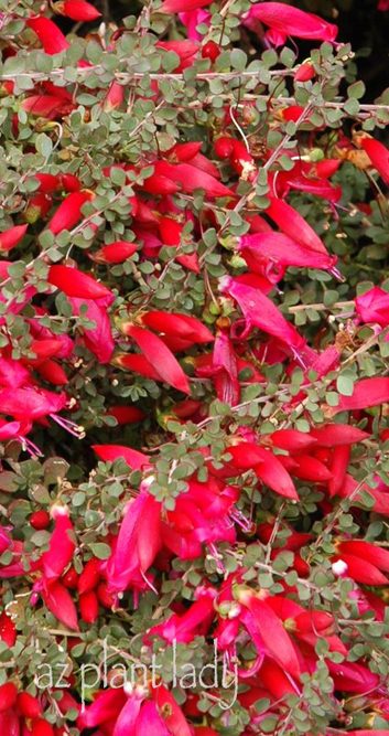 Eremophila_Valentine_flowers Emu Bush 'Valentine' flowers