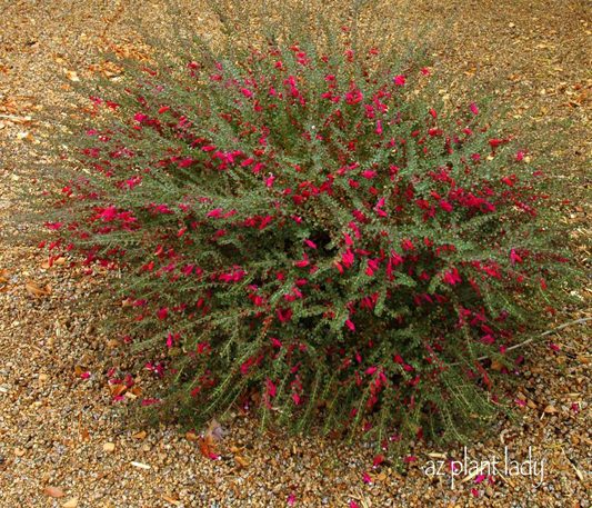 valentine bush