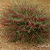 Plant Valentine Bush for Flowering Beauty in Winter