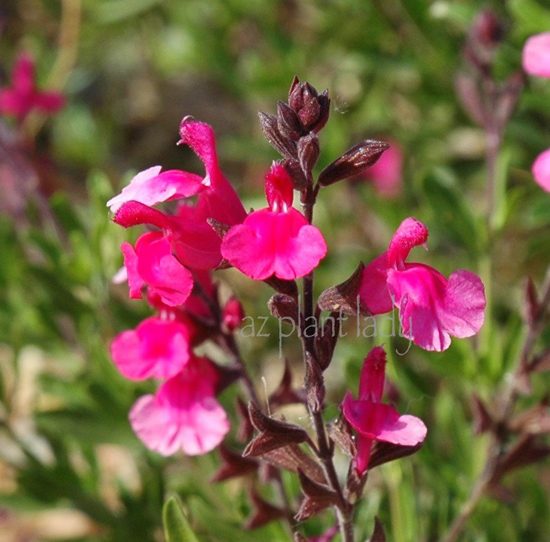 Flowering Autumn Sage (Salvia greggii)