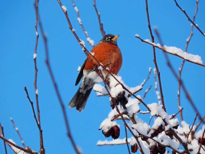 Do robins migrate?