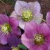 Plant Hellebore (Lenten Rose) for Early Spring Blooms