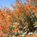 Globe Mallow: Native Perennial Plant With a Floral Surprise