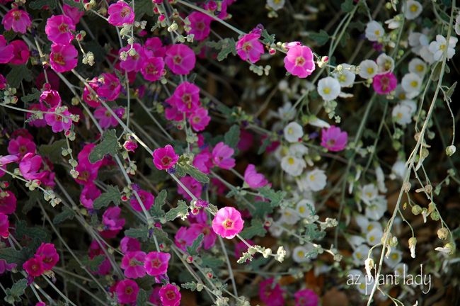 pink_globe_mallow Pink and White Globe Mallow Flowers