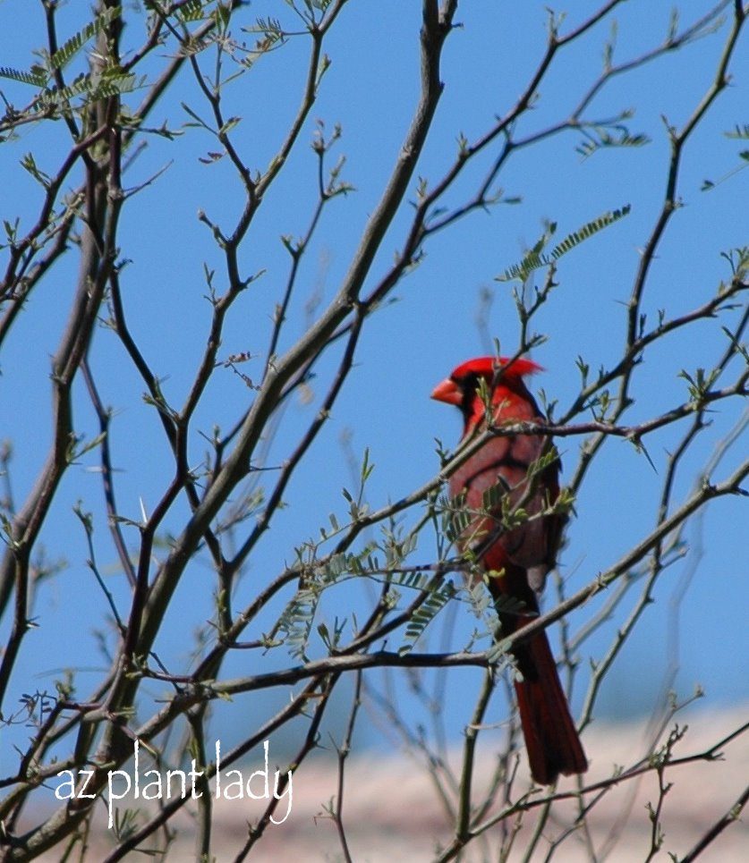 arizona cardinal
