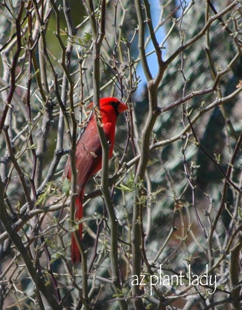 northern cardinal