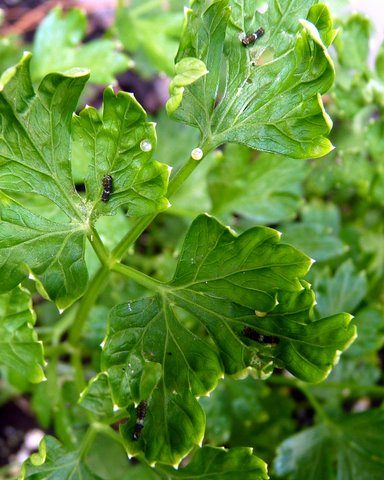 Black Swallowtail Eggs on Parsley Black Swallowtail Eggs on Parsley