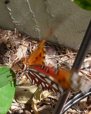 A Gulf Fritillary laying an egg on passionvine.