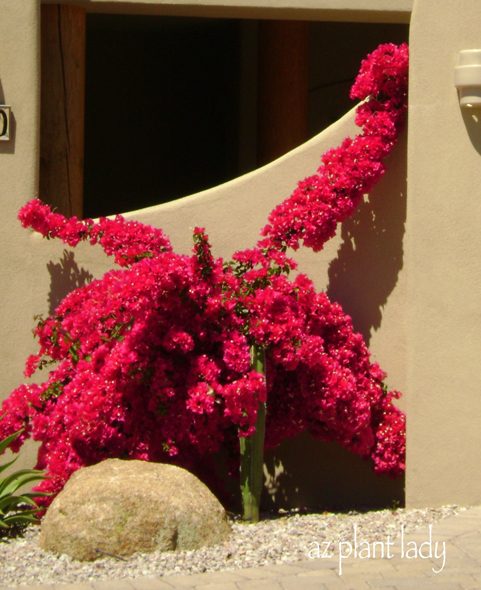 Bougainvillea