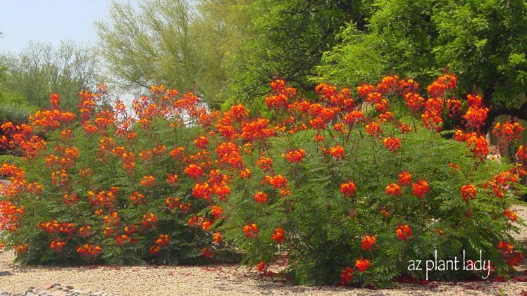 Caesalpinia pulcherrima