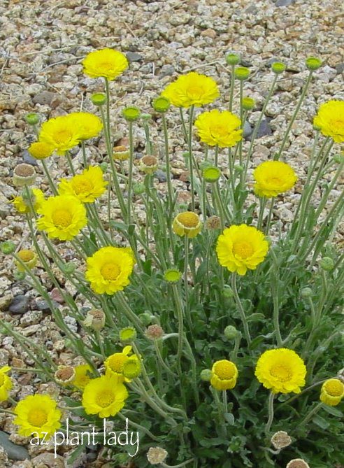 Desert Marigold, full sun desert plants
