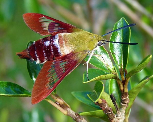 Hummingbird Clearwing Moth by Jill Staake