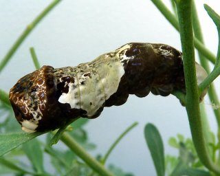 giant swallowtail caterpillar