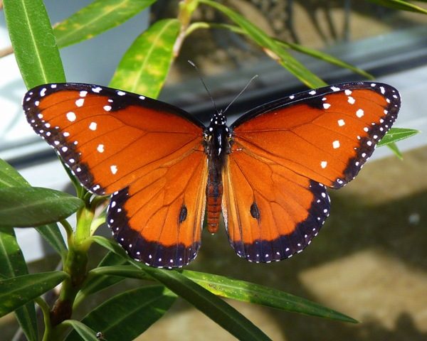 Male Queen
