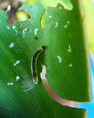 Canna Skipper (Calpodes ethlius) caterpillars are transparent - the green you see is the food in its gut. They roll the leaves of Canna around them as they eat using silk.