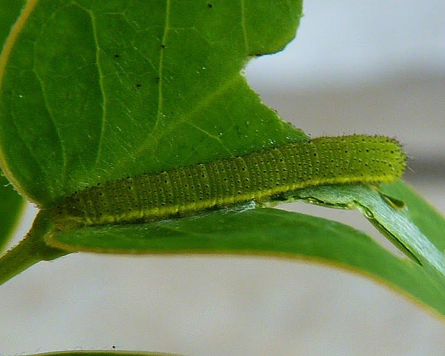 Cloudless Sulphur (Phoebis sennae) caterpillar on Christmas Cassia