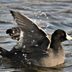 What Is That Black Duck With the White Beak?