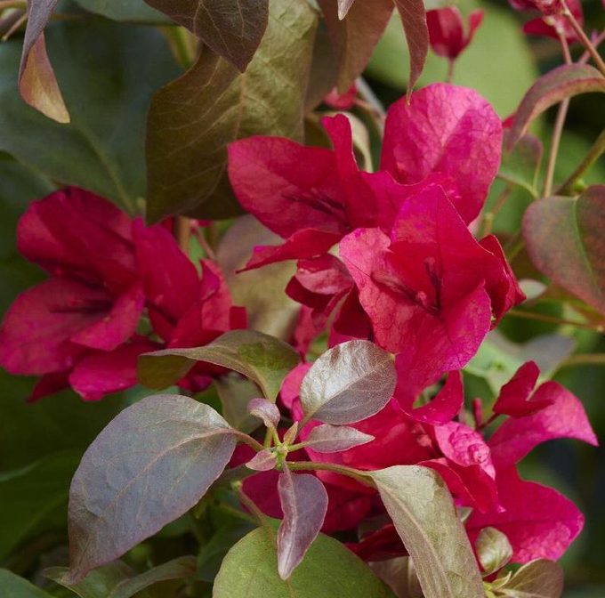 43863 Bougainvillea Burgundy Queen 777 Editf Mnc 5x