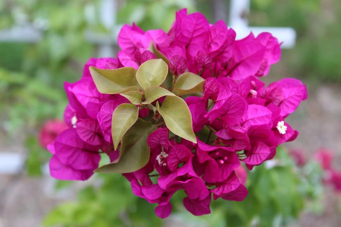 Bougainvillea