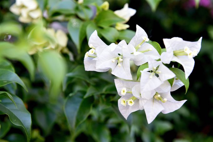 White Bougainvillea