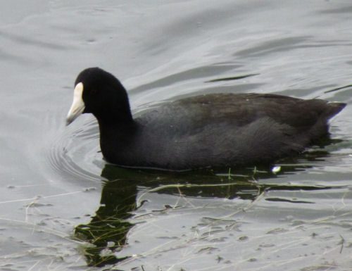 american coot black duck white beak