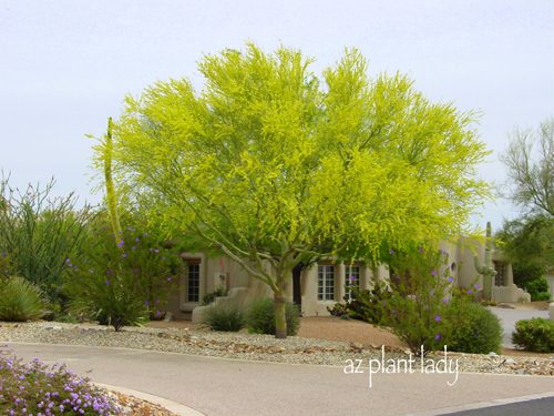 fire resistant plants