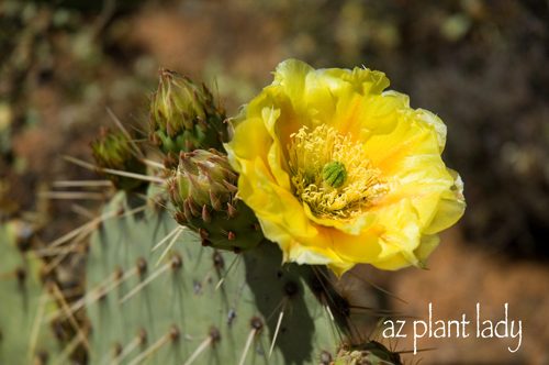 prickly pear