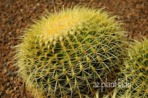 cactus spines