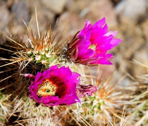 cactus flowers