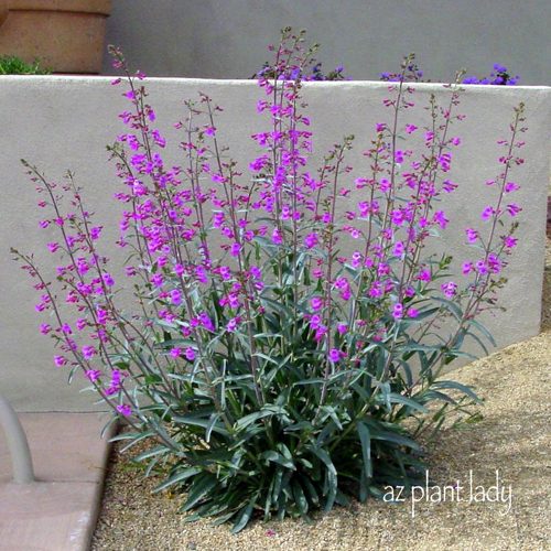 fire resistant plants