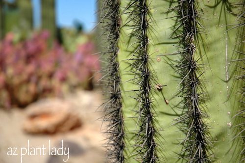 Saguaro cactus spines