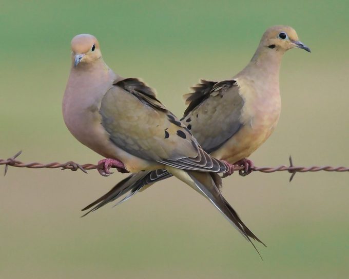 Mourning doves