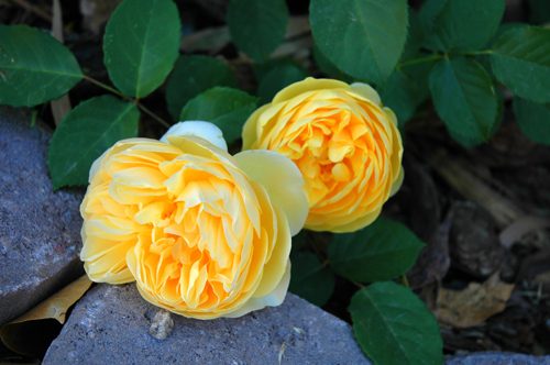 bare root roses
