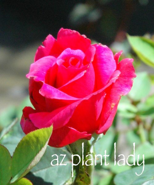 bare root roses