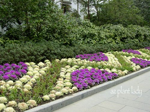 ornamental kale
