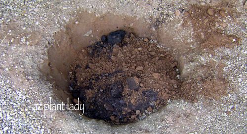 planting bare root roses