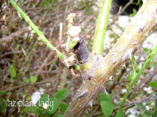 Bad pruning cut