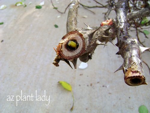 cane borer