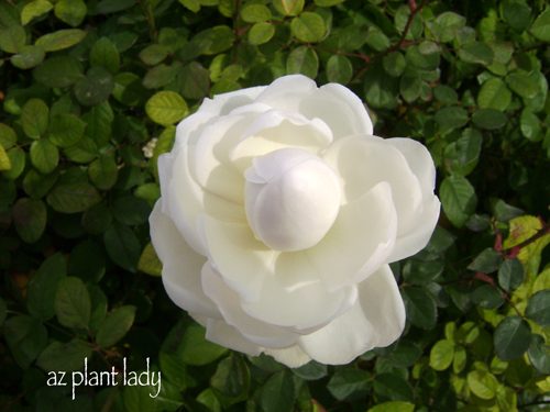 Glamis Castle rose