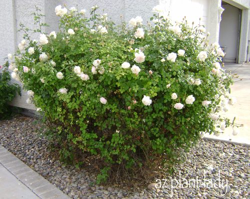 overgrown rose bush