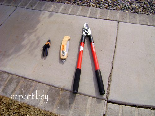 overgrown rose bush tools