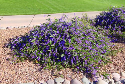 lilac vine