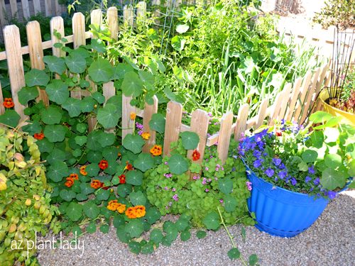 Nasturtiums in Garden