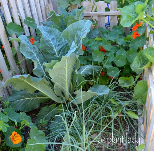 nasturtium vegetables