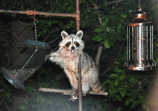 Rascally Raccoon by William Anekstein