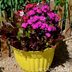 Companion Flowers for Vegetables to Grow in Containers