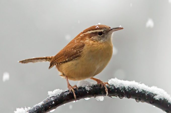 carolina wren call