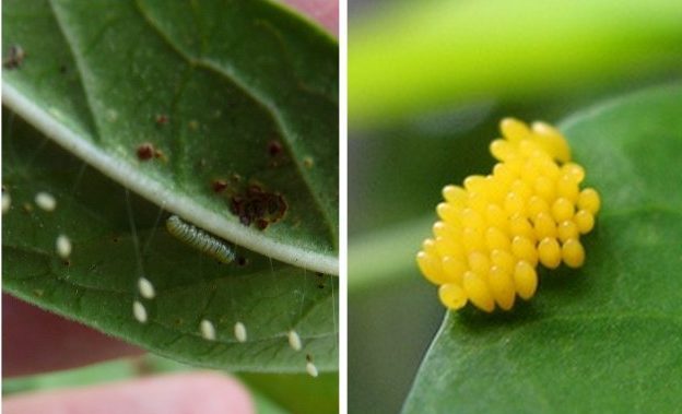 Lacewing and Ladybug Eggs insect eggs