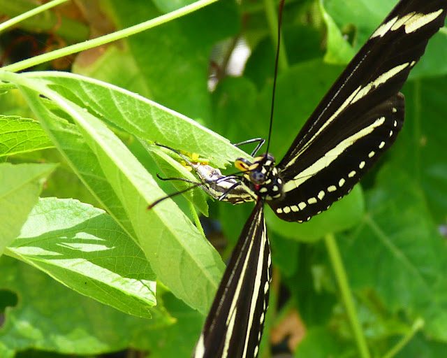 where do caterpillars come from, butterfly eggs