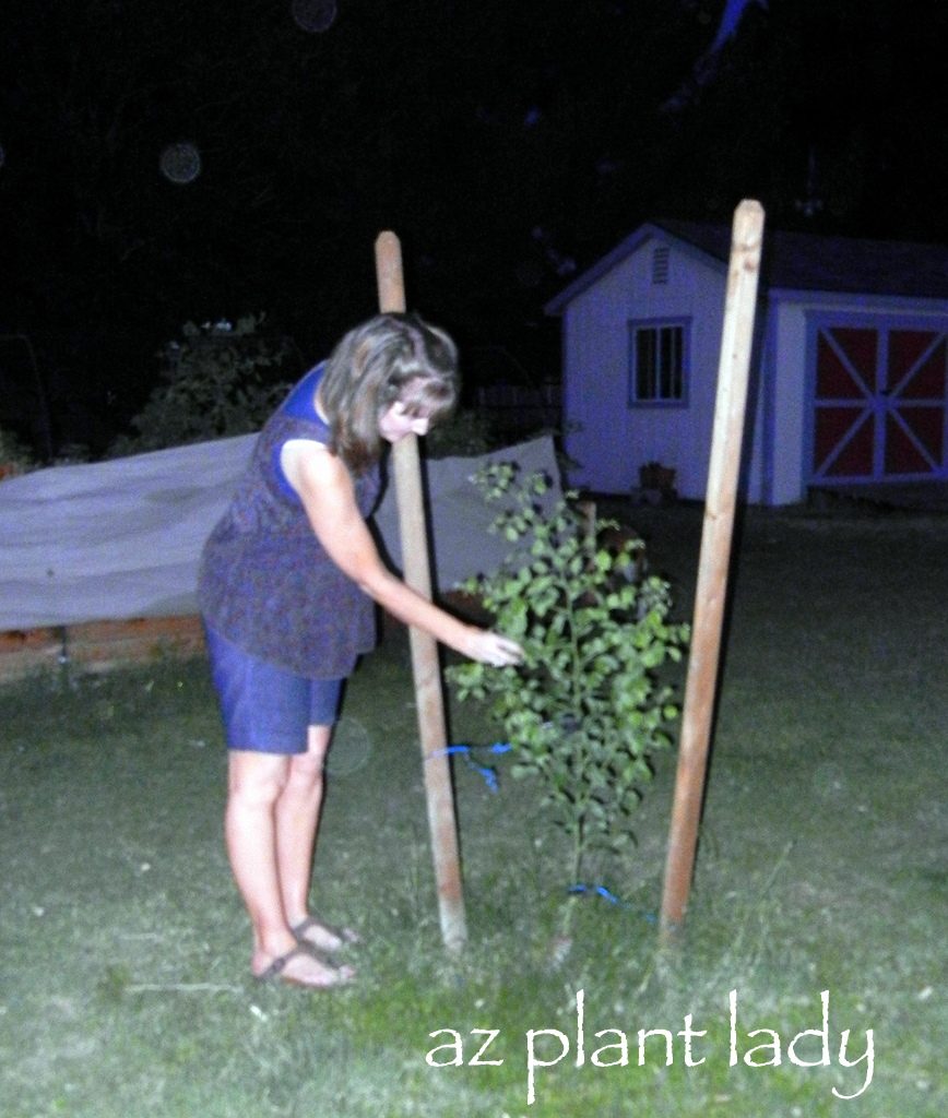 staking the tree